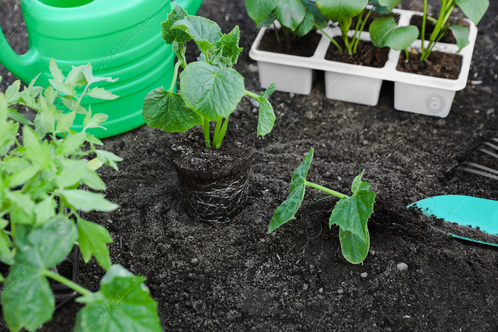 Photo of Young green seedlings growing in soil outdoors