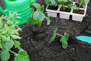 Young green seedlings growing in soil outdoors