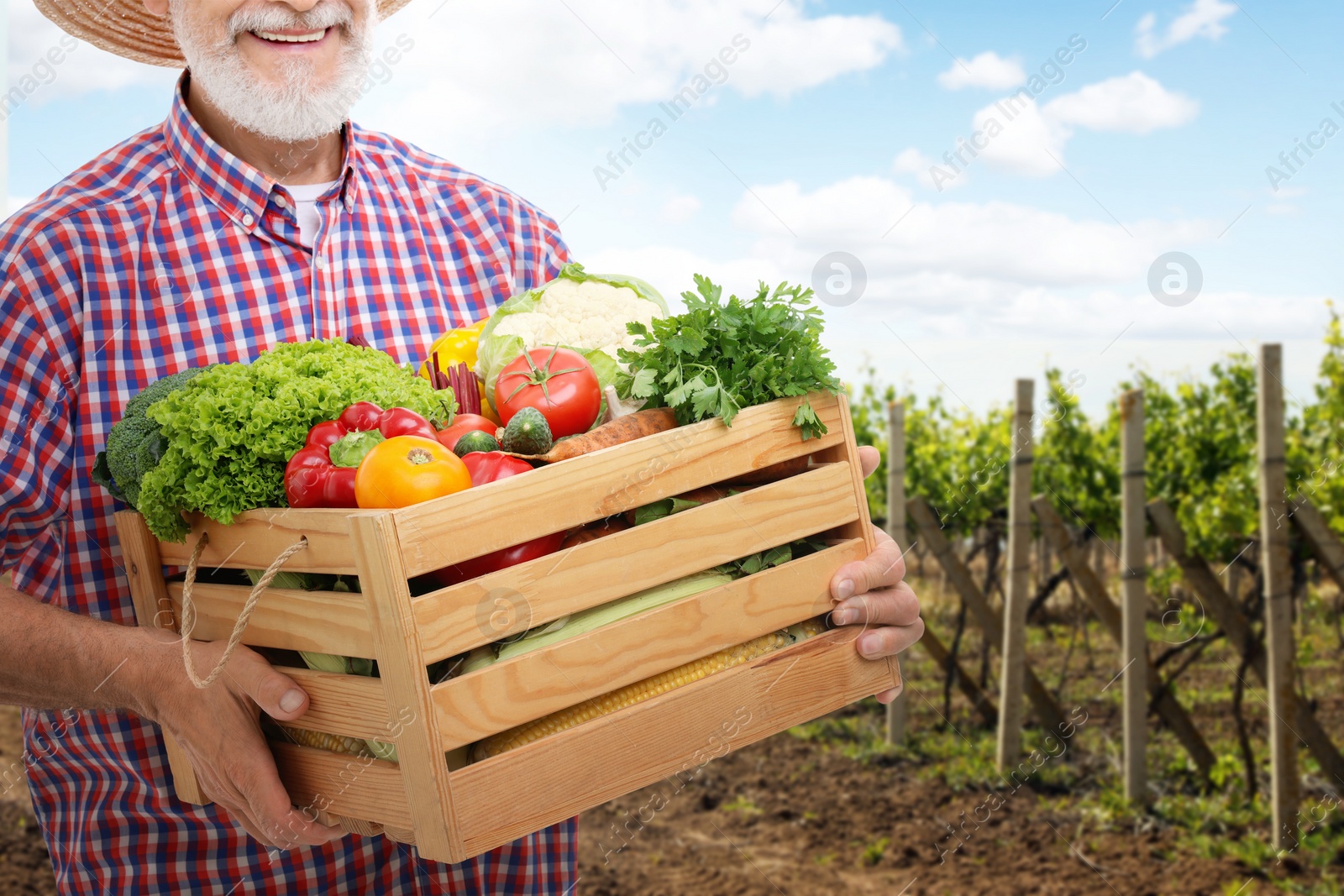 Image of Harvesting season. Farmer holding wooden crate with crop in field, closeup