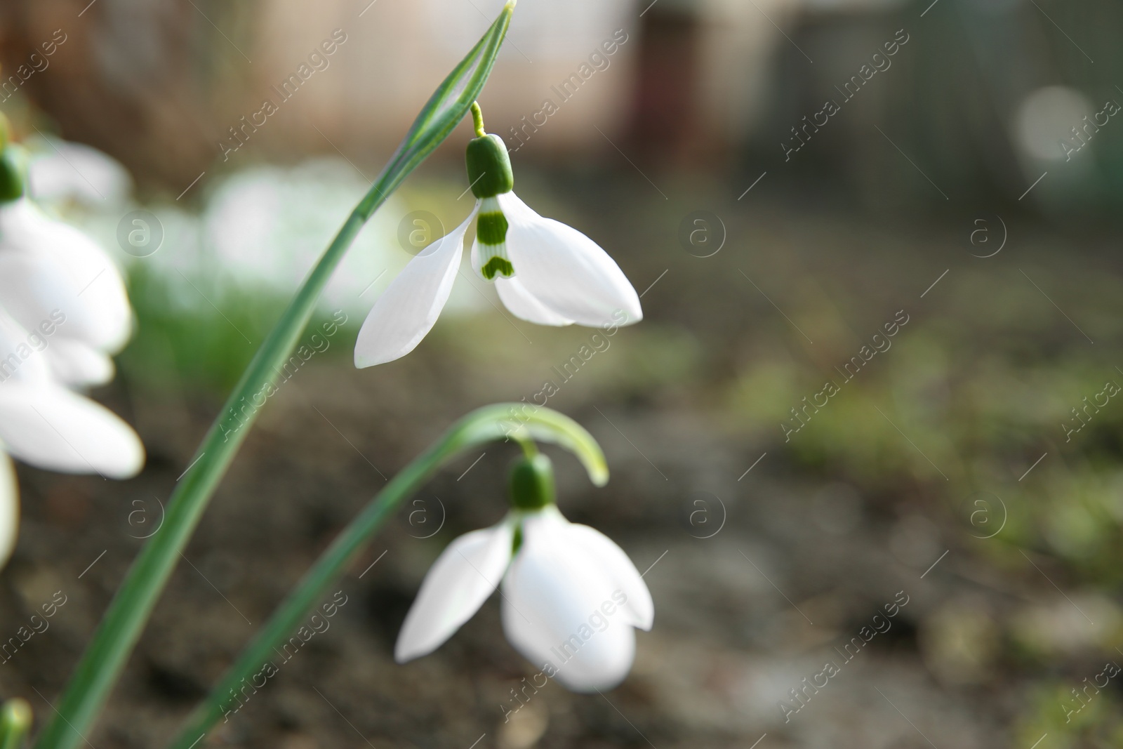 Photo of Beautiful snowdrops growing in garden, closeup. Spring flowers