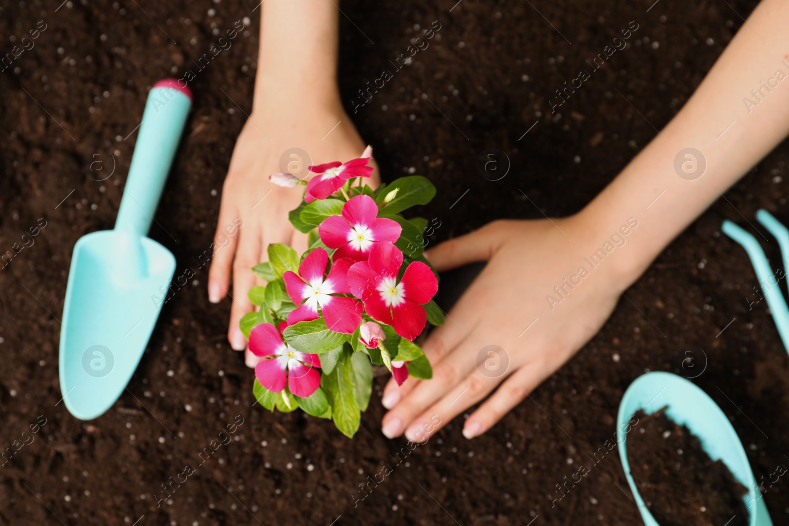 Photo of Woman transplanting beautiful pink vinca flower into soil, top view