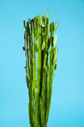 Photo of Beautiful cactus on light blue background. Tropical plant