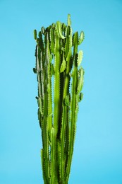 Beautiful cactus on light blue background. Tropical plant