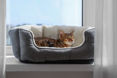 Cute Bengal cat lying on pet bed on windowsill at home