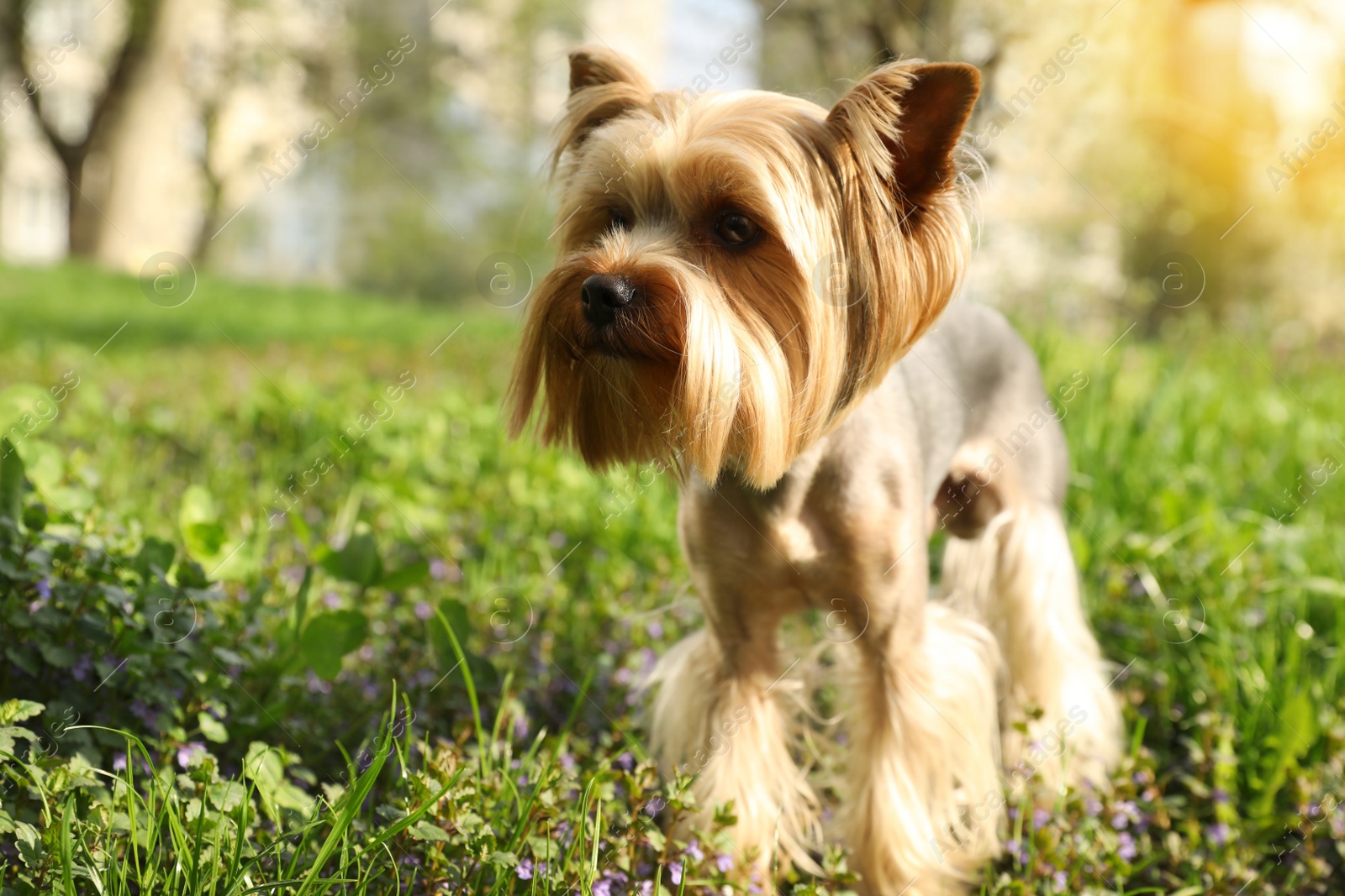 Photo of Cute Yorkshire terrier in park on sunny spring day