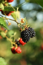 Photo of Ripe blackberries growing on bush outdoors, closeup