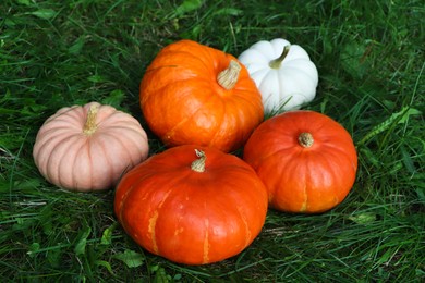 Photo of Many ripe pumpkins among green grass outdoors