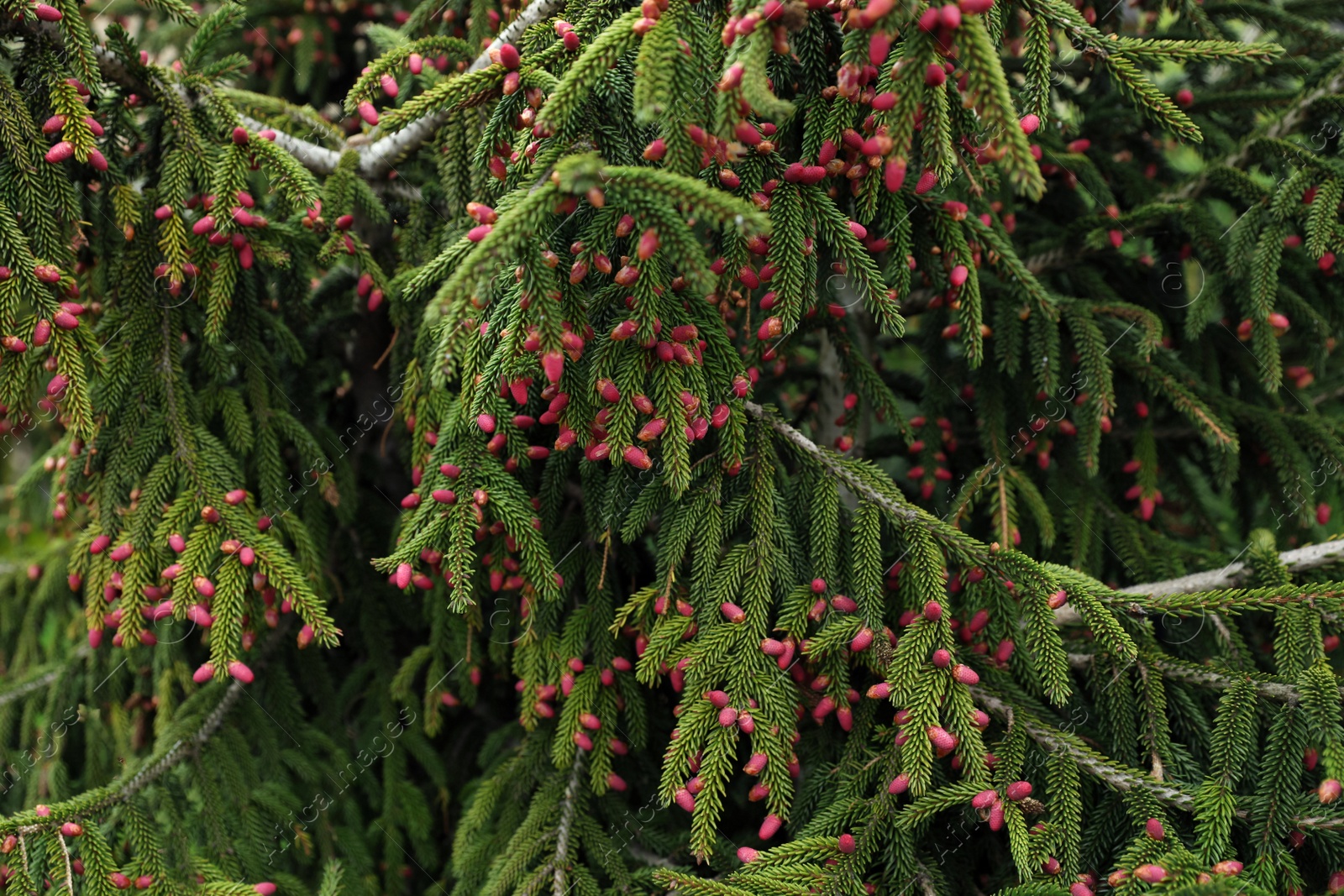 Photo of Closeup view of beautiful conifer tree with pink cones