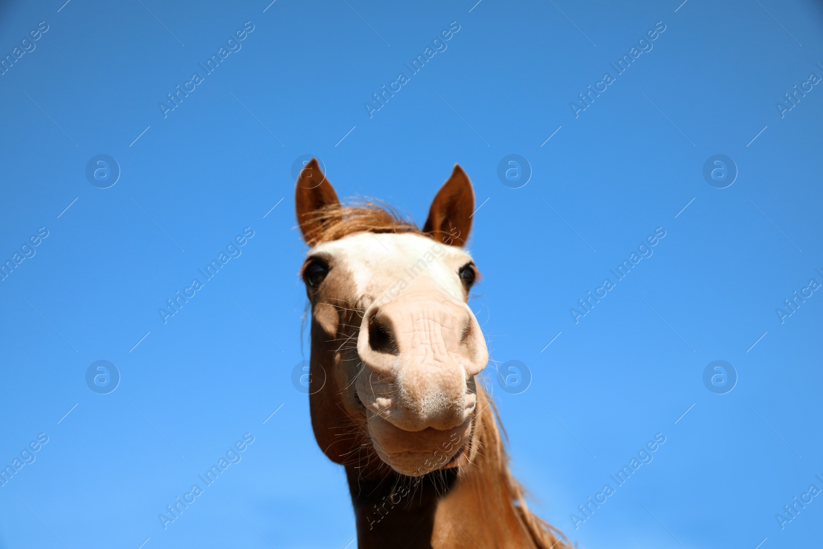 Photo of Chestnut horse at fence outdoors on sunny day, closeup. Beautiful pet