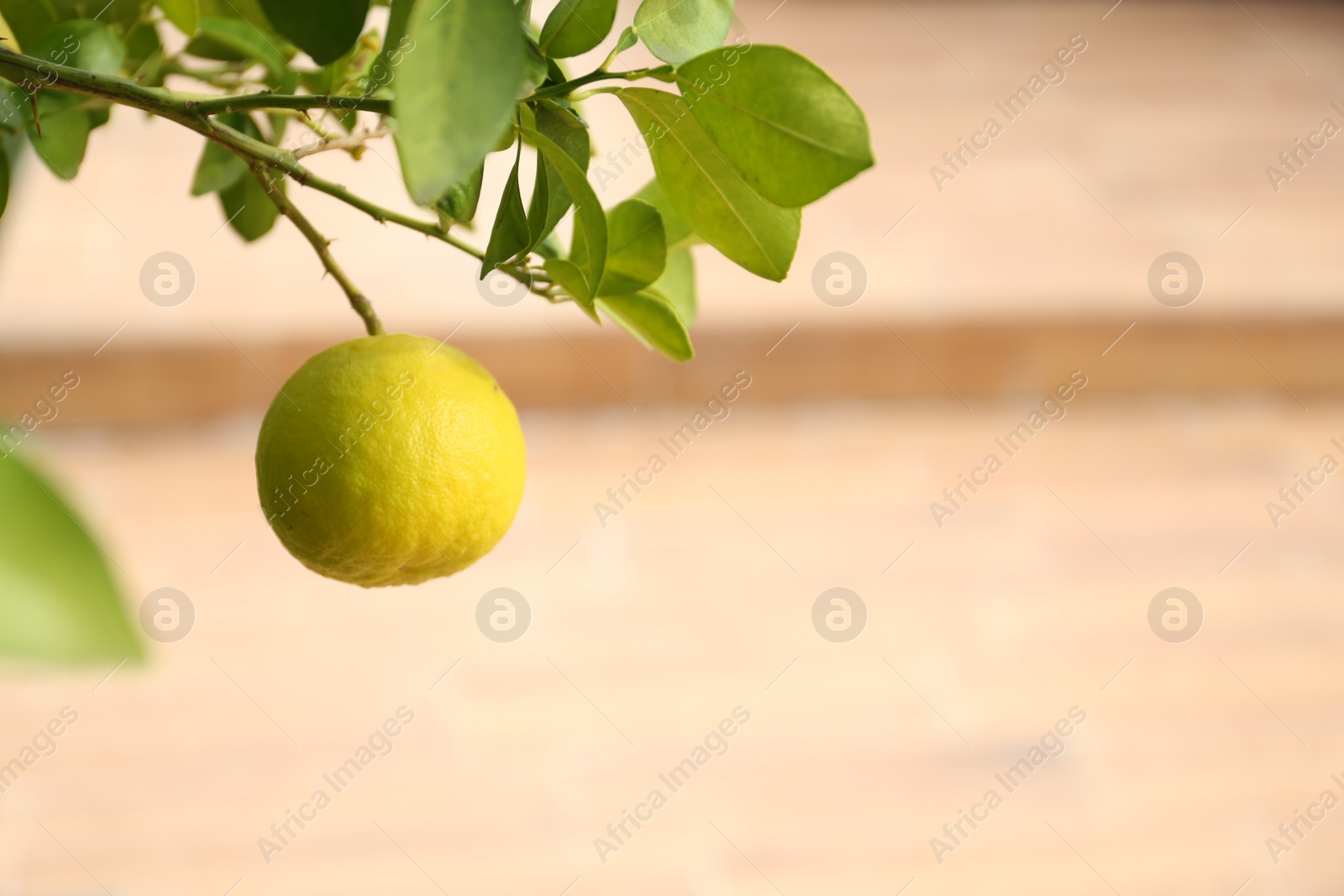 Photo of Fresh ripe trifoliate orange growing on tree outdoors, closeup. Space for text