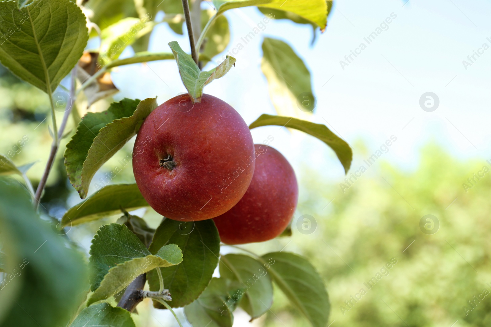 Photo of Fresh and ripe apples on tree branch in garden, closeup. Space for text