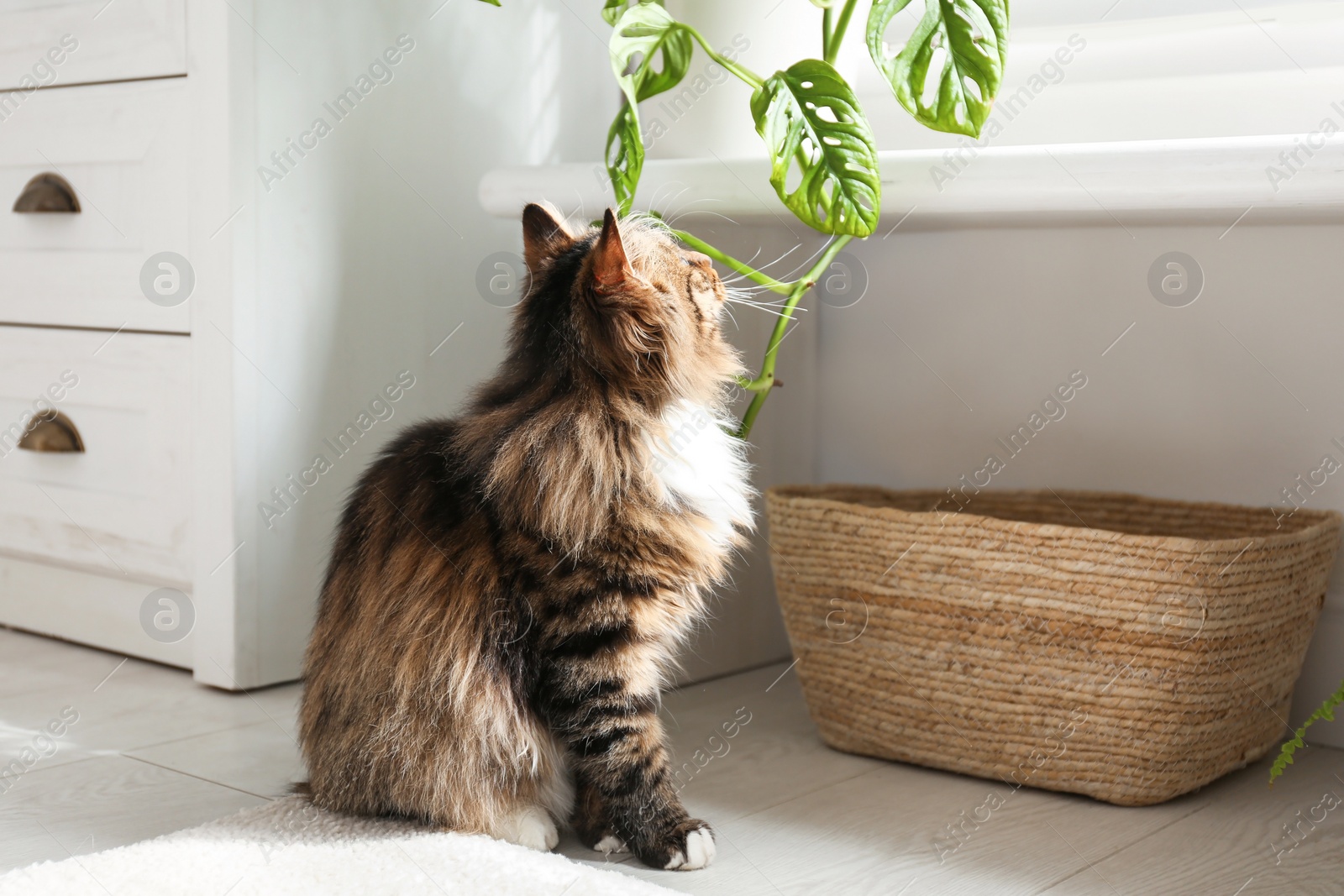 Photo of Adorable cat playing with houseplant at home