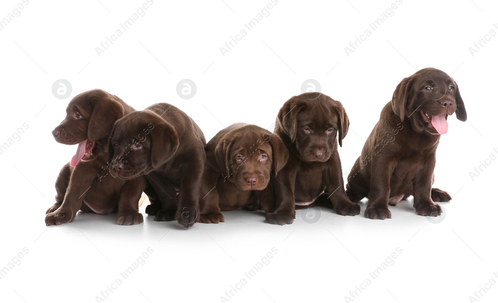 Photo of Chocolate Labrador Retriever puppies on white background