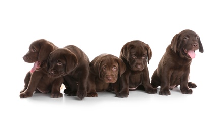 Chocolate Labrador Retriever puppies on white background