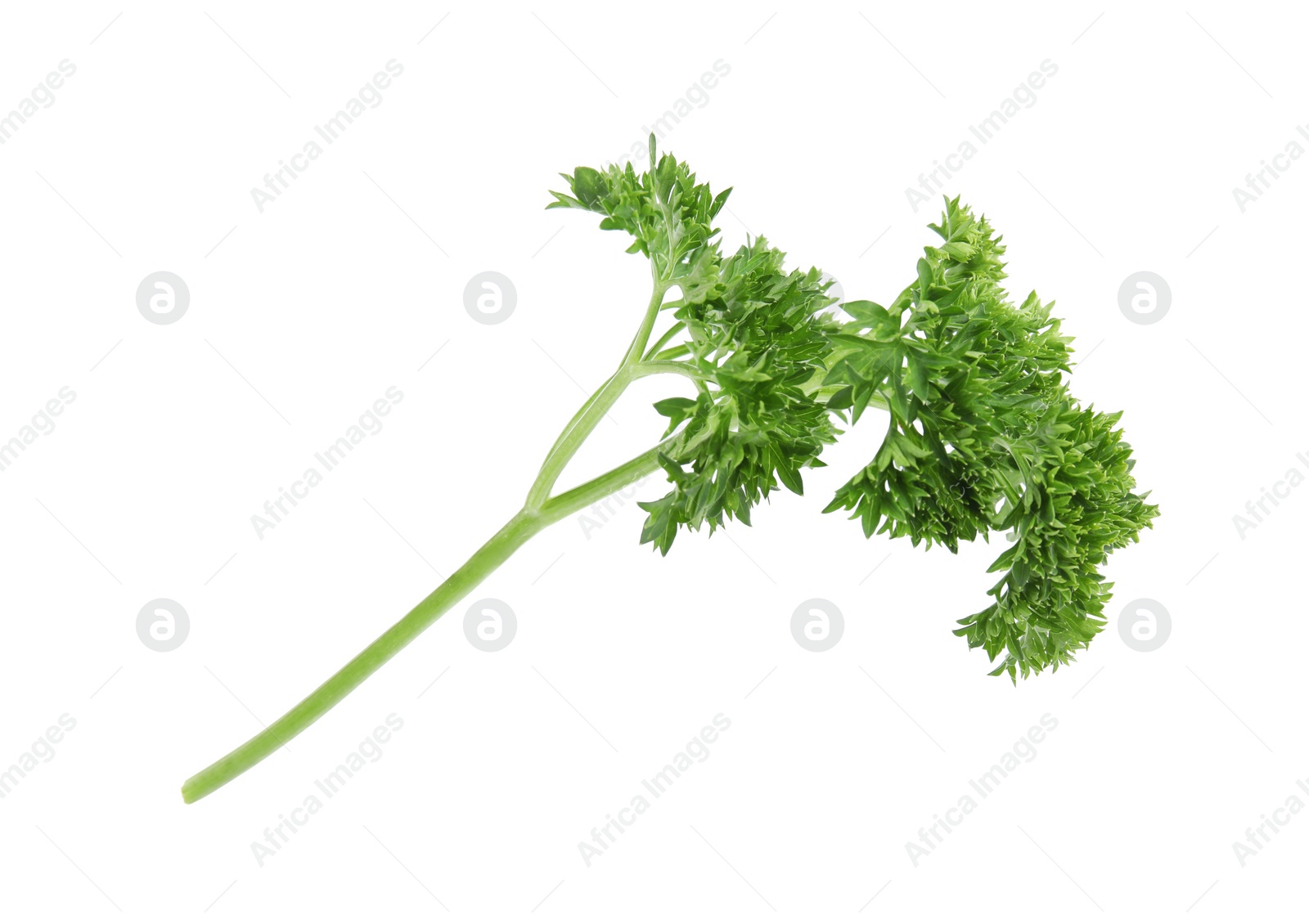 Photo of Fresh green organic parsley on white background