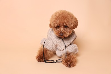 Cute Maltipoo dog with knitted warm sweater and glasses on beige background