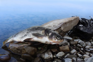 Photo of Dead fish on stone near river. Environmental pollution concept
