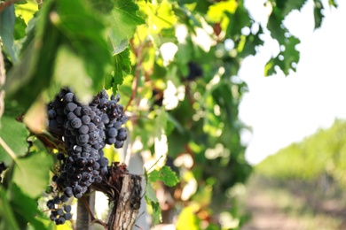 Fresh ripe juicy grapes growing in vineyard