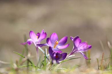 Photo of Fresh purple crocus flowers growing on blurred background