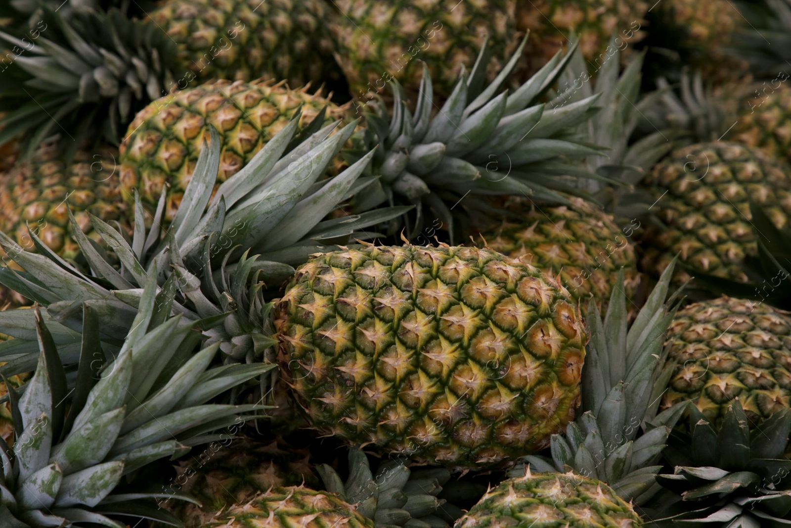 Photo of Heap of delicious ripe pineapples as background. Exotic fruit