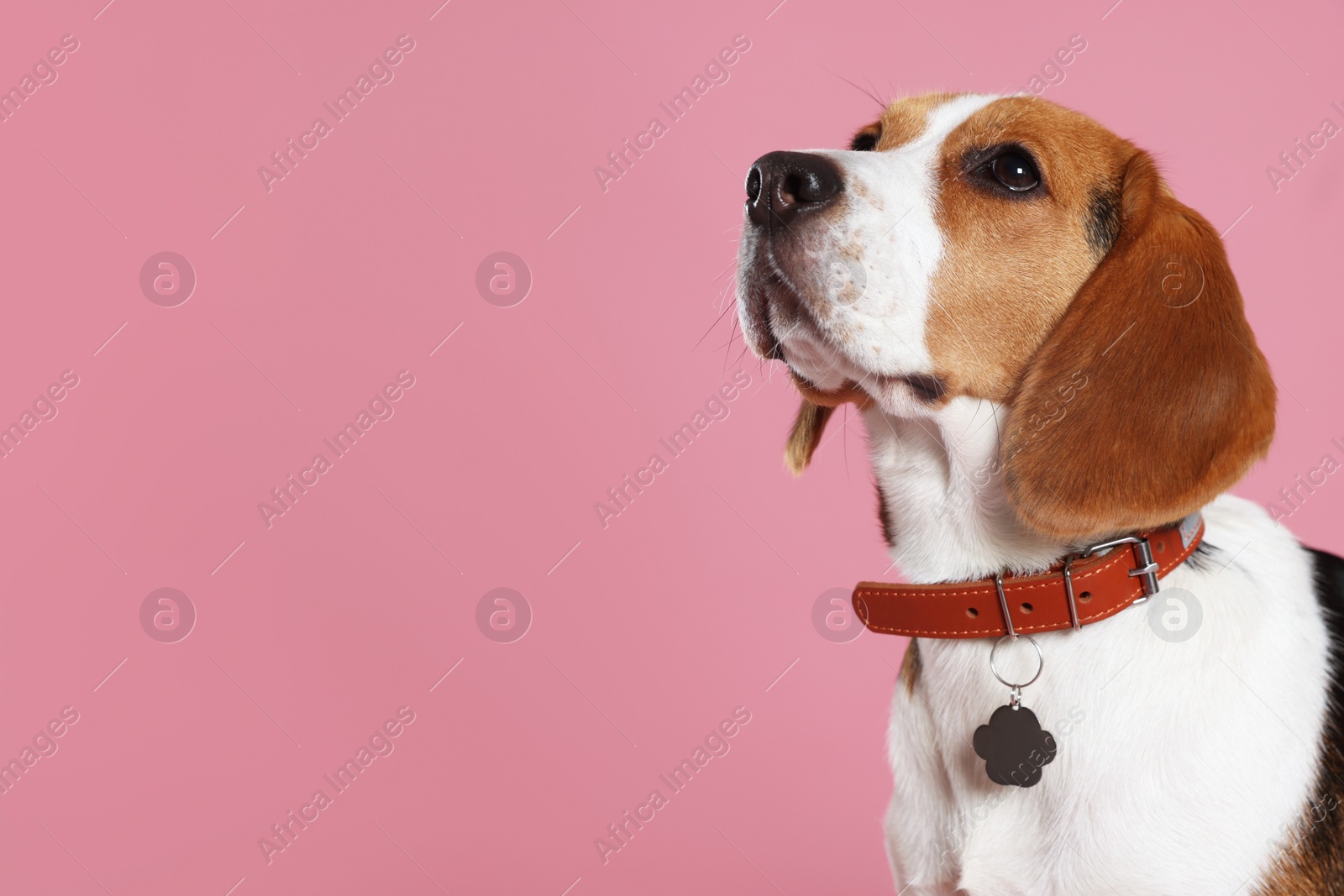 Photo of Adorable Beagle dog in stylish collar with metal tag on pink background. Space for text