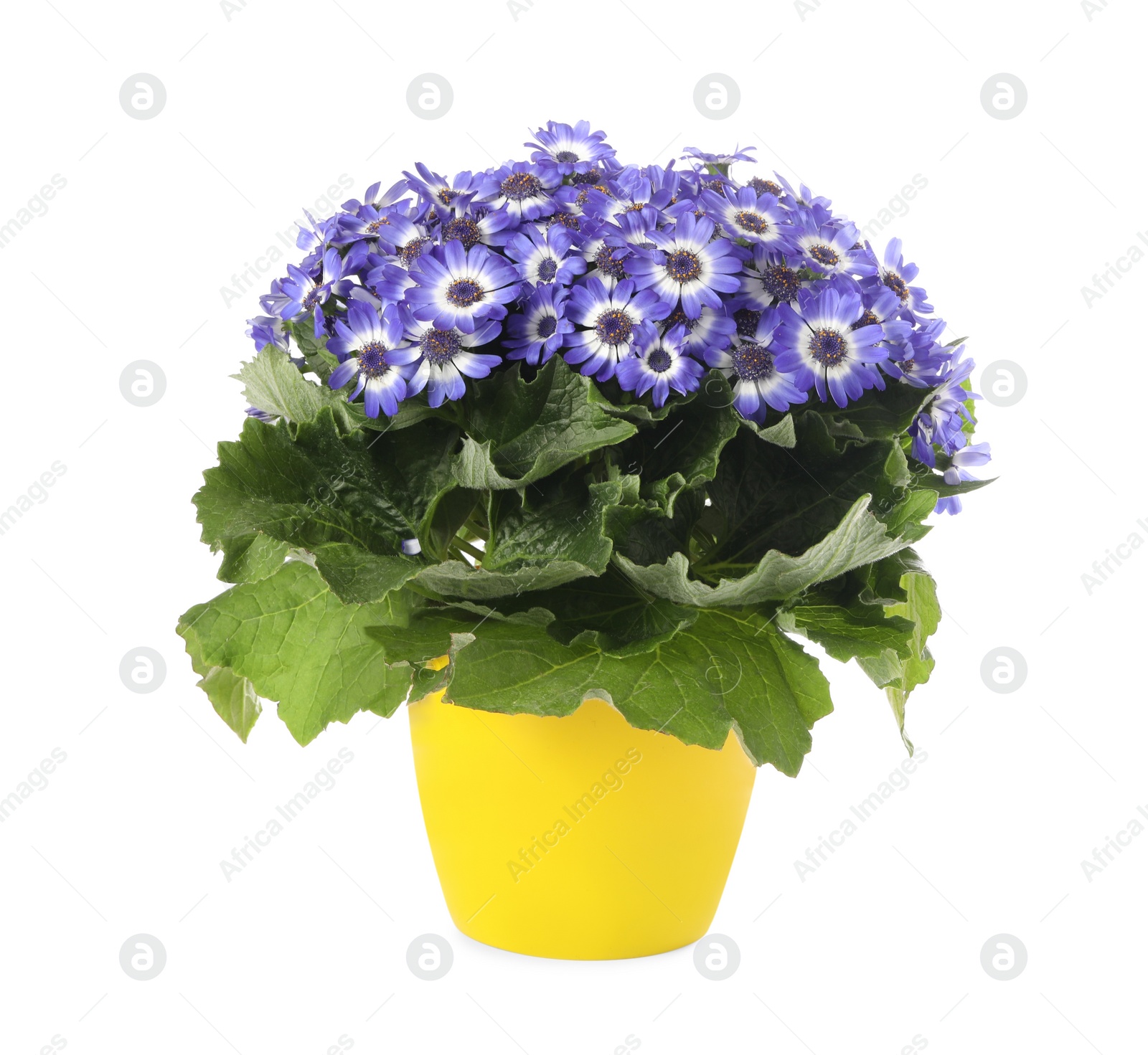 Photo of Beautiful purple cineraria plant in flower pot isolated on white