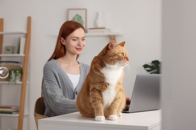 Woman working with laptop at desk. Cute cat sitting near owner at home, selective focus