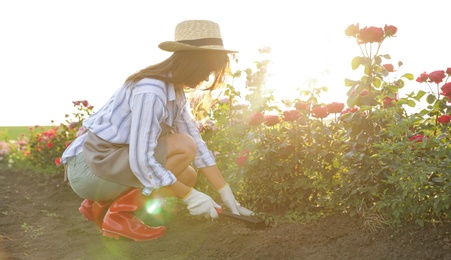 Photo of Woman working with metal rake near rose bushes outdoors. Gardening tool