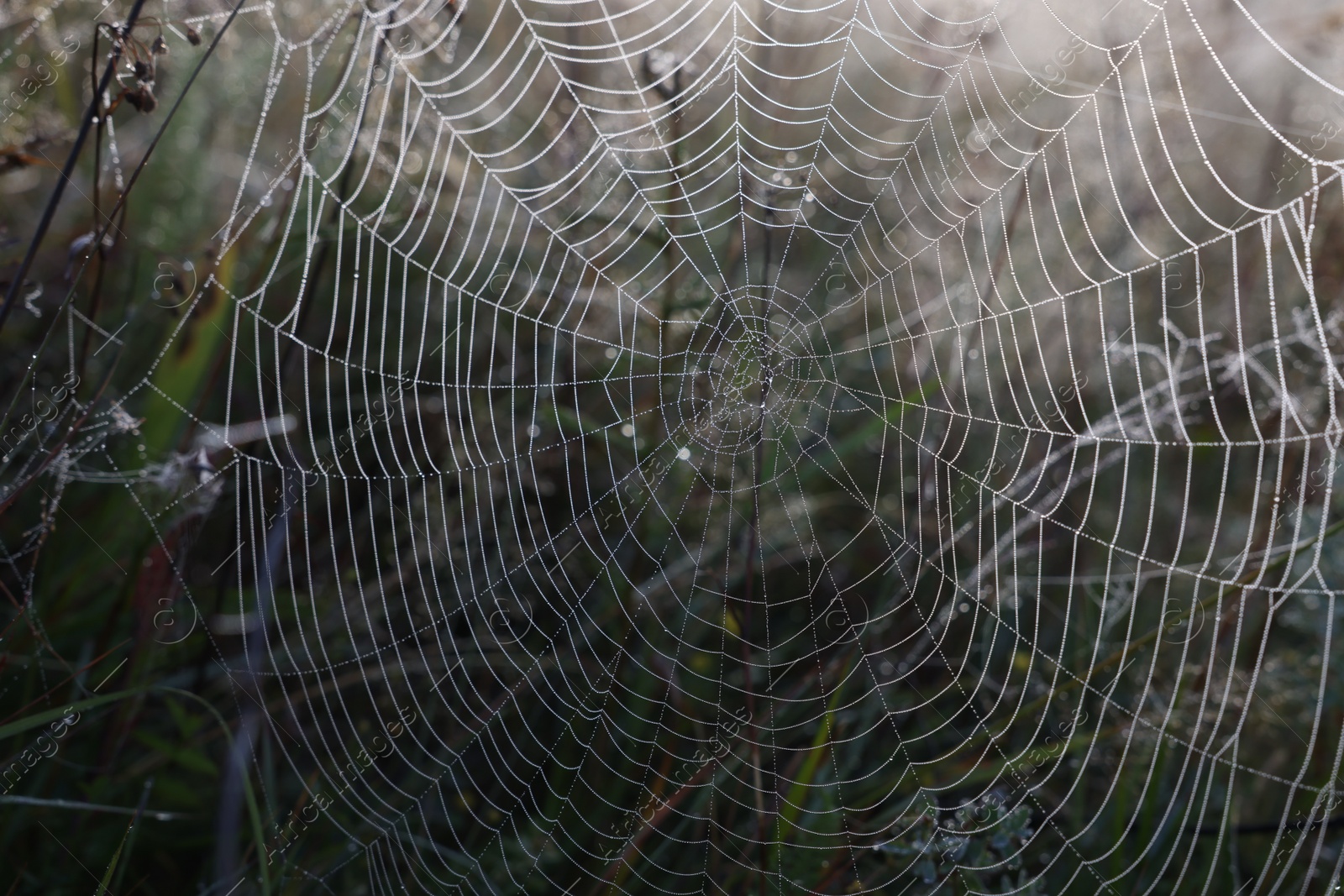 Photo of Closeup view of cobweb with dew drops on plants outdoors