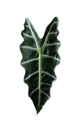 Photo of Leaf of tropical alocasia plant isolated on white
