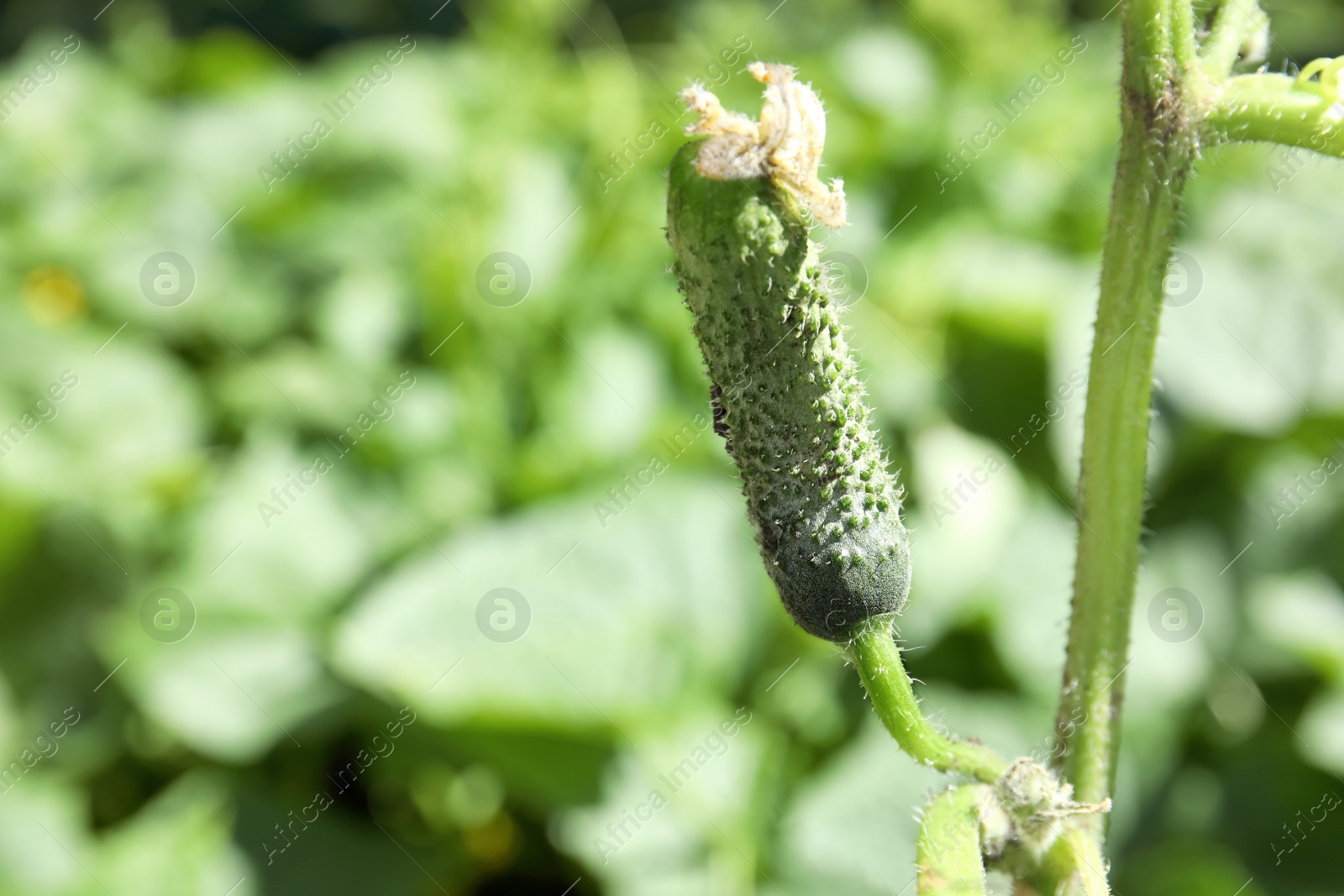 Photo of Green plant with unripe cucumber in garden on sunny day