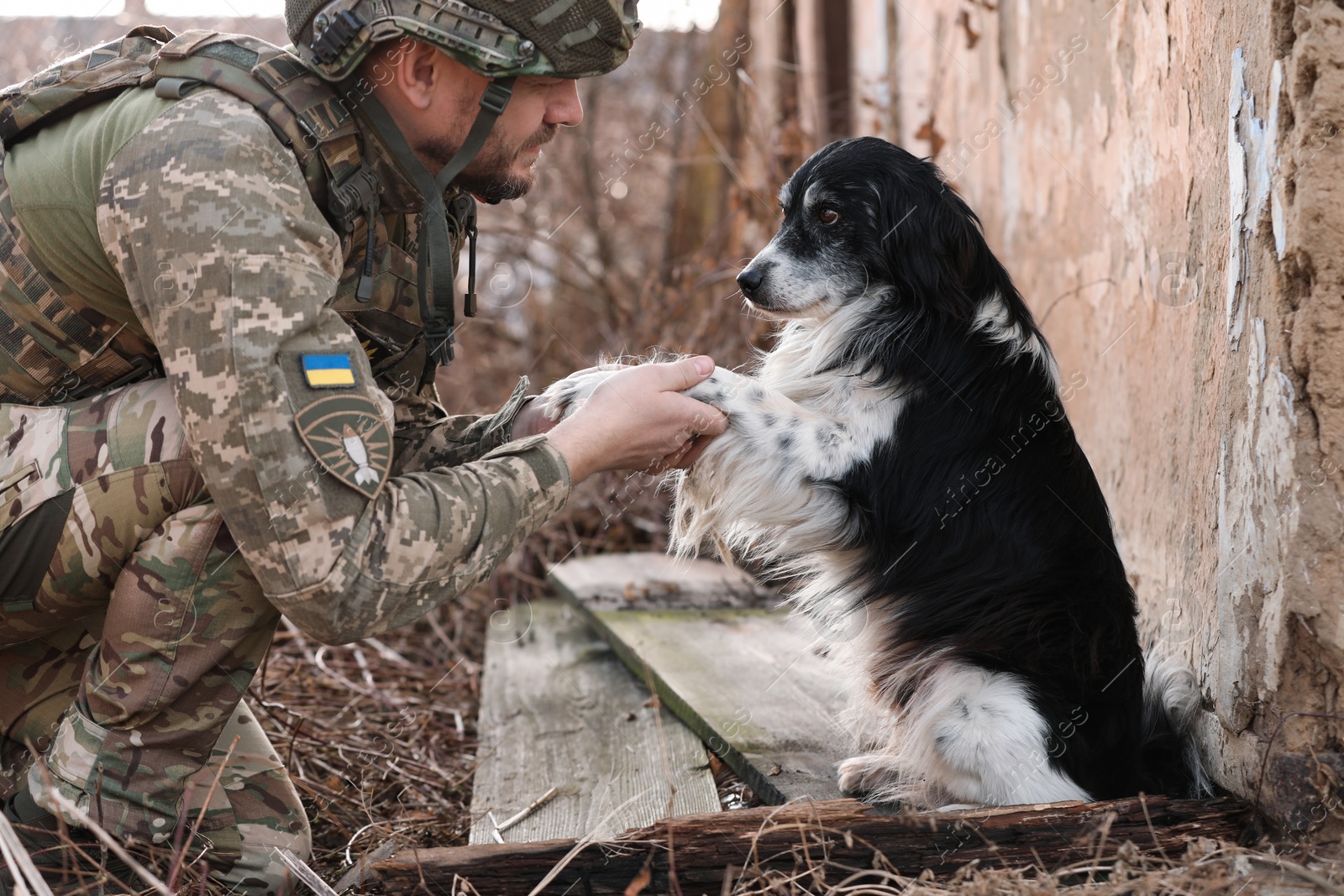 Photo of Stray dog giving paw to Ukrainian soldier outdoors