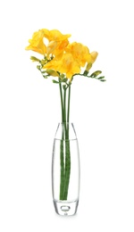 Photo of Glass vase with beautiful freesia flowers on white background