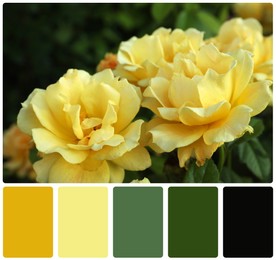Beautiful blooming yellow roses and color palette. Collage
