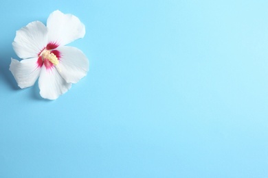 Photo of Beautiful tropical Hibiscus flower on color background with space for design, top view