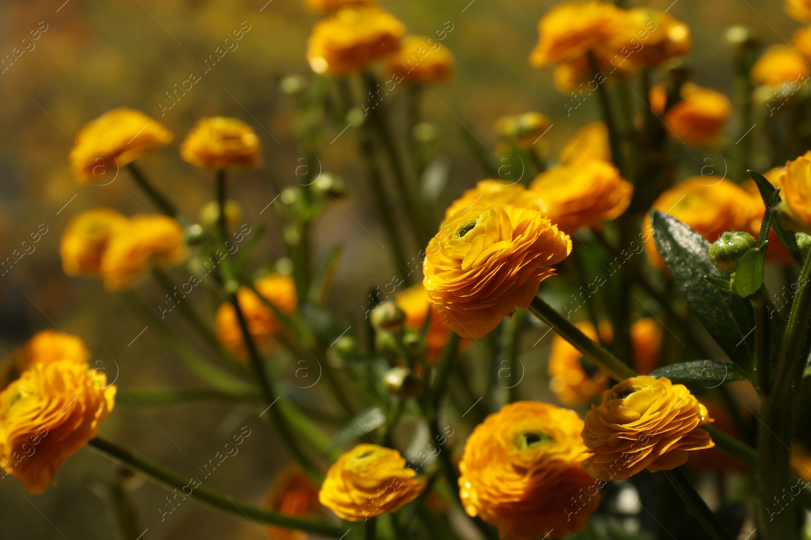 Photo of Beautiful ranunculus flowers on blurred background, closeup. Space for text