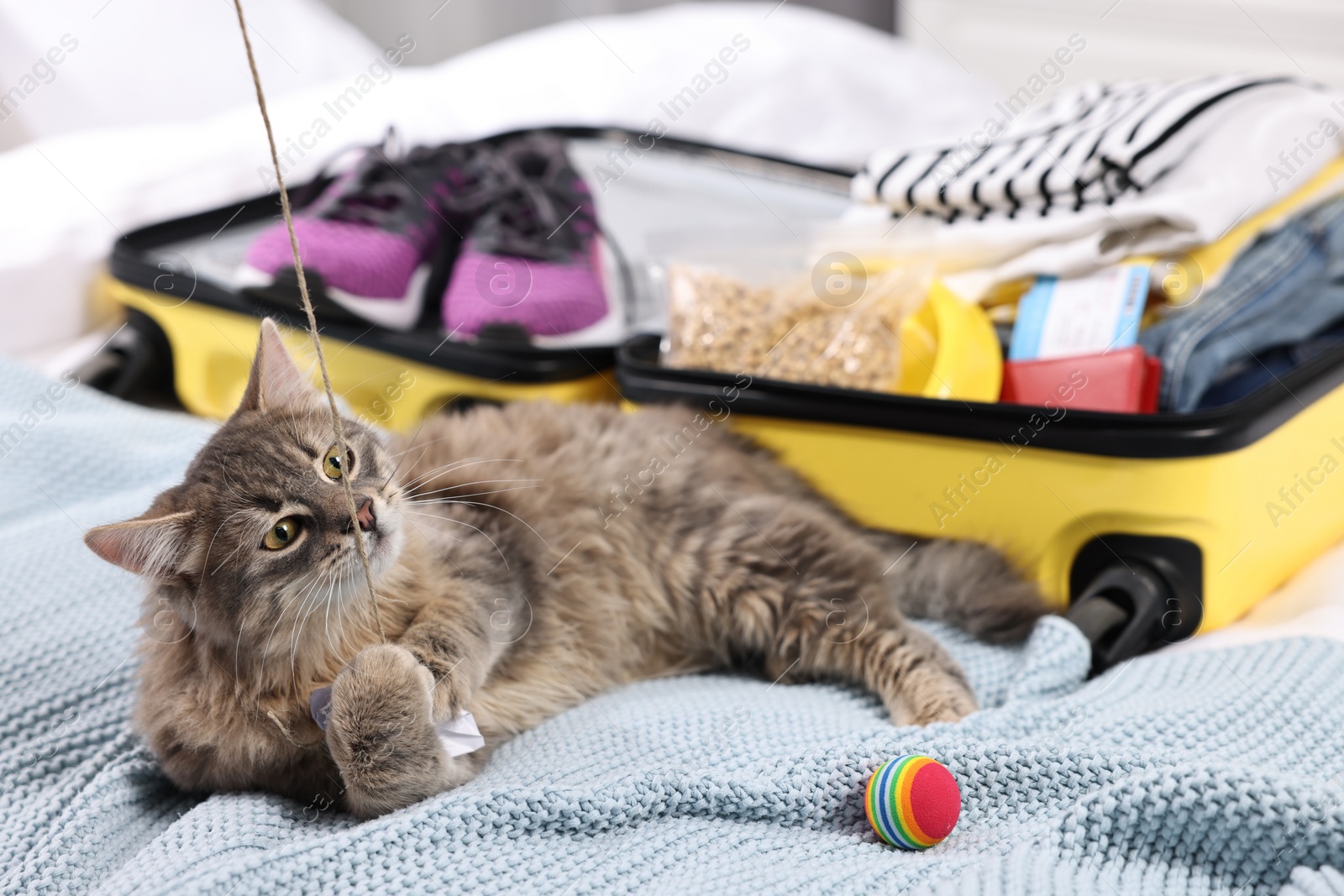 Photo of Travel with pet. Cat with rope, ball, clothes and suitcase on bed indoors