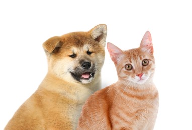 Adorable cat and dog on white background. Cute friends