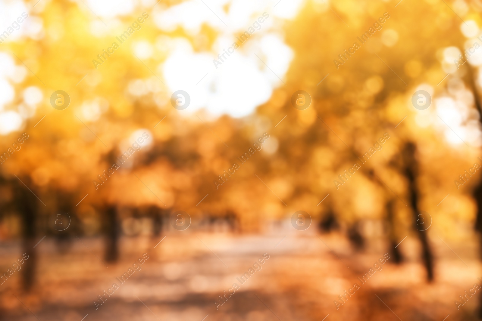 Photo of Blurred view of trees with bright leaves in park. Autumn landscape