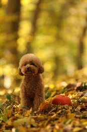 Photo of Cute Maltipoo dog, pumpkin and dry leaves in autumn park