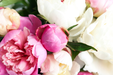 Photo of Closeup view of beautiful fragrant peony flowers