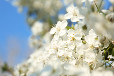 Photo of Blossoming cherry tree, closeup