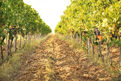 Photo of View of vineyard rows with fresh ripe juicy grapes on sunny day