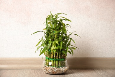 Photo of Green bamboo in glass bowl near color wall