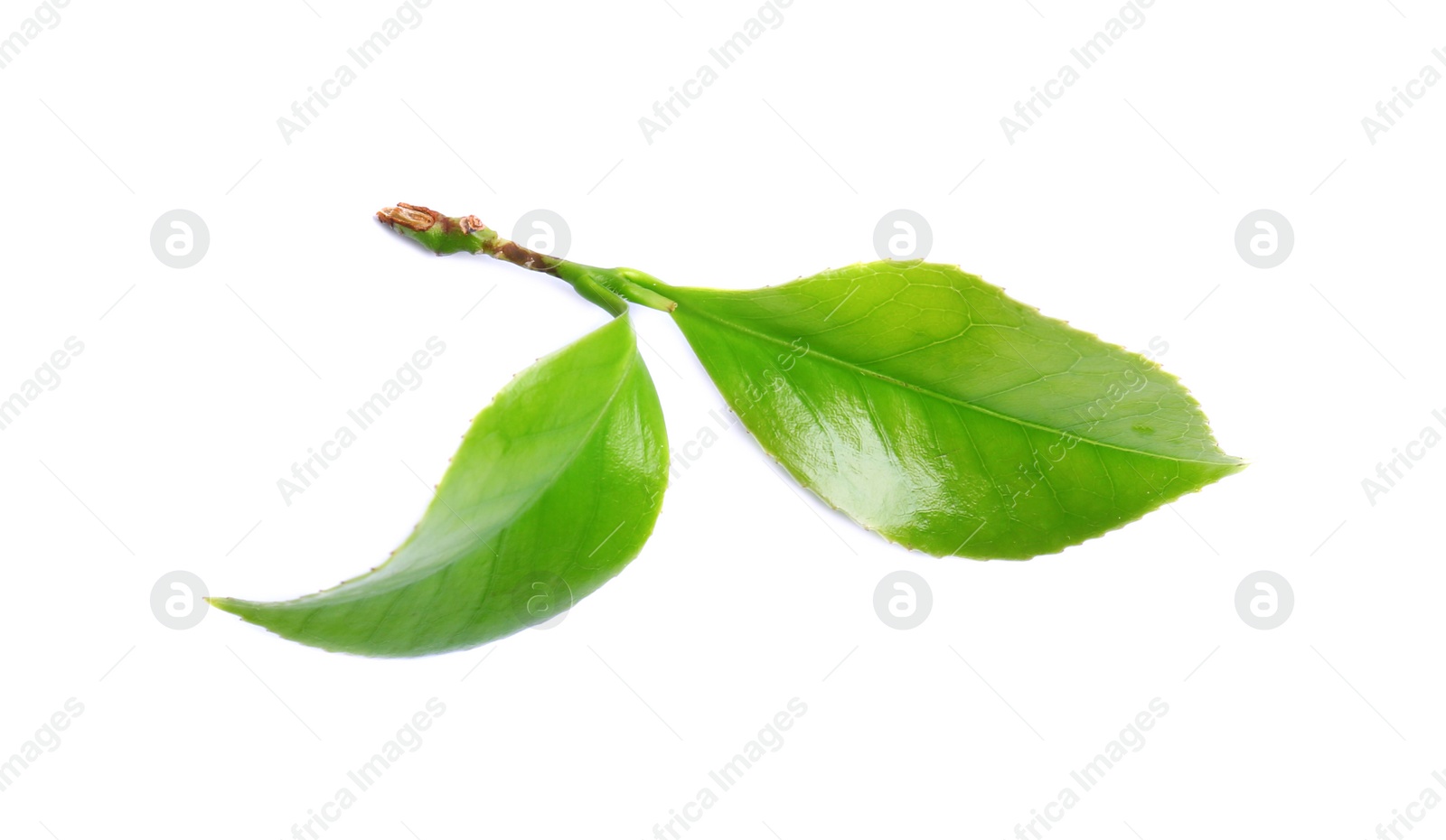 Photo of Green leaves of tea plant on white background