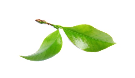 Photo of Green leaves of tea plant on white background