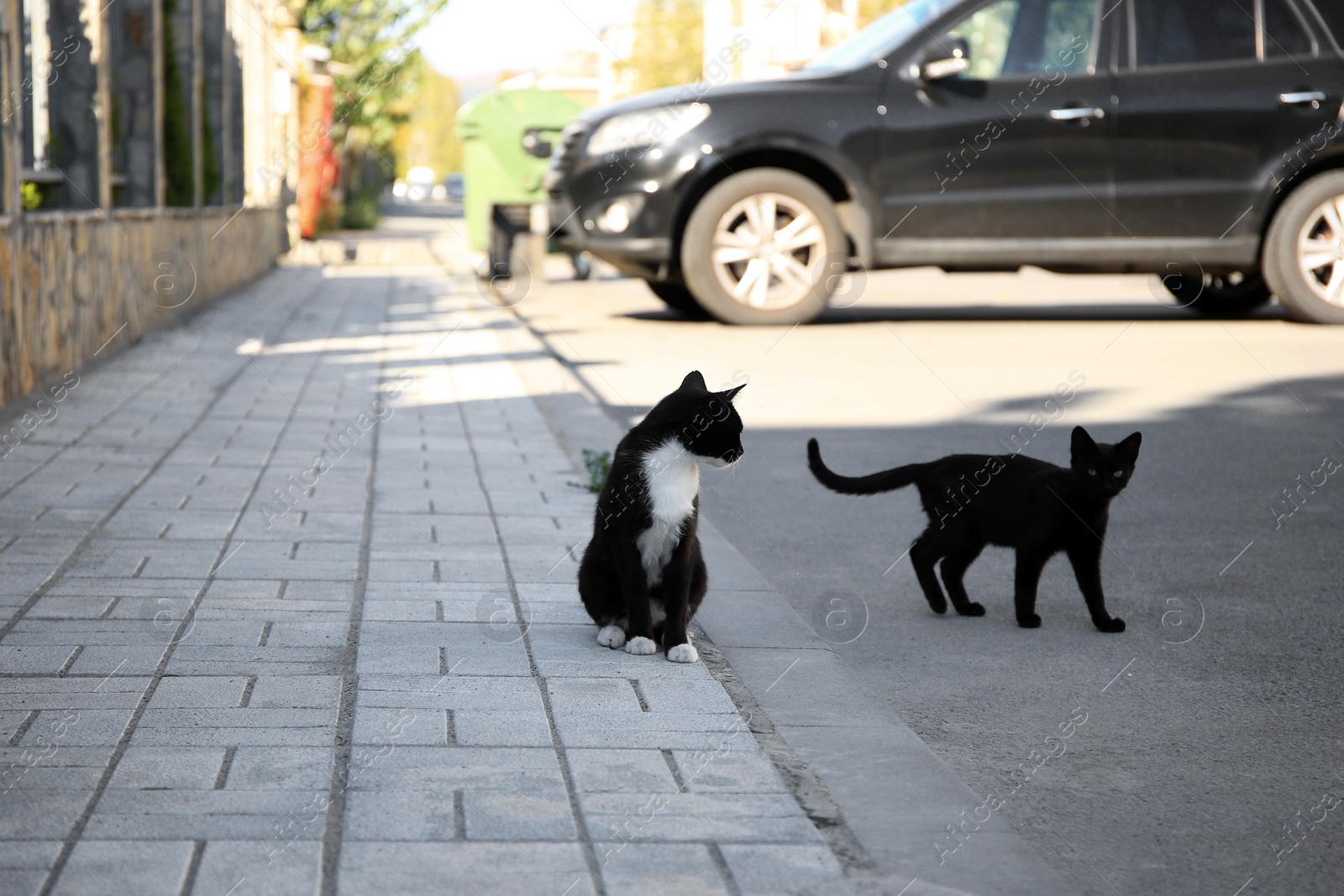 Photo of Lonely stray cats on sidewalk outdoors. Homeless pet