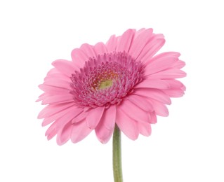 One beautiful pink gerbera flower isolated on white