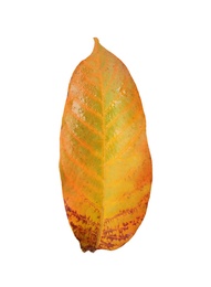 Photo of Beautiful leaf isolated on white. Autumn season