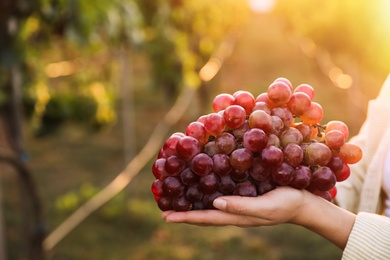 Photo of Woman holding cluster of ripe grapes in vineyard, closeup